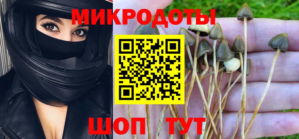 Псилоцибиновые грибы Psilocybe Воркута